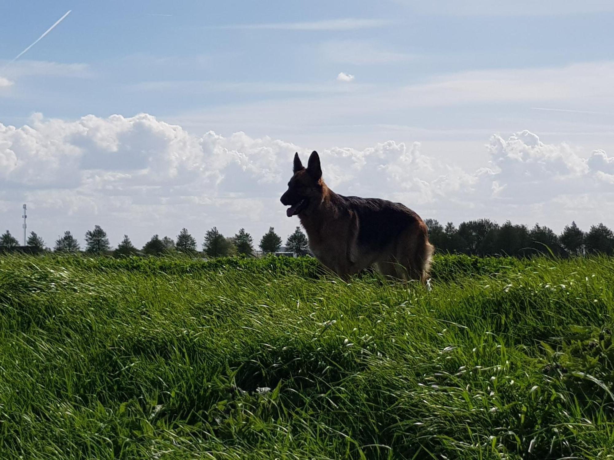 Vakantiehuis In Zeeland Sint Annaland Dış mekan fotoğraf